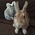 tom