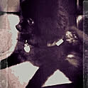 mirus
