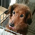 kiro