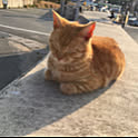 tamaki