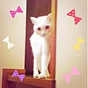 zekikko