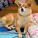 komugi
