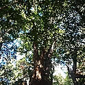 rocomama