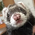 fairyferret