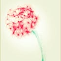 ammiel