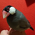 meg-s.