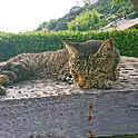 otentosan
