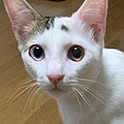 fuku-mimi