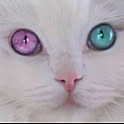 25nyan25