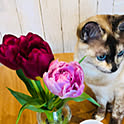 pomcat11