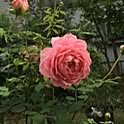 happygarden