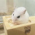 hamu__citane