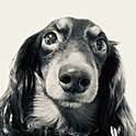 meg