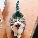 mon
