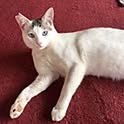 Miyuki