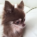 chumi