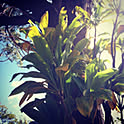 mahealani