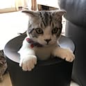 tomommy
