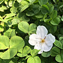 fuumi