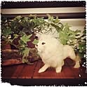 cocoyve
