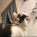 ruru