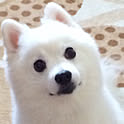 Shoko