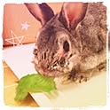 maippi