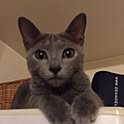 SATOMI