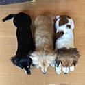 dogsさんのお部屋