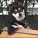 wasao