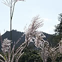 Fuji