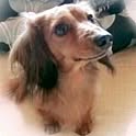 choco