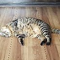 nyanko