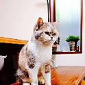 masuko