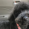 Rie