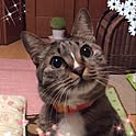 hana