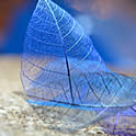 t-blue