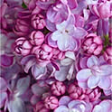 piiyan