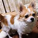 hono-yuuna