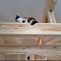 tanukineko
