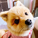 chiro-pyonchan