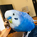 himawari.rara