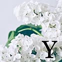 yoshi-pi