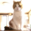 comafuku