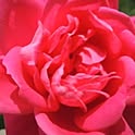 mx31