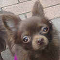 cocoa
