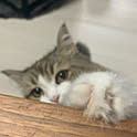 nyanco