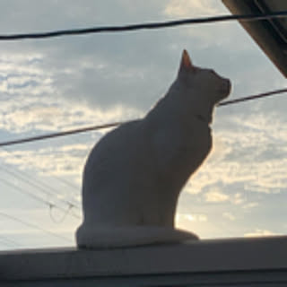 rikoriko