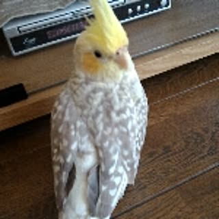 hiro