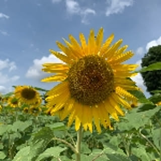 lilico